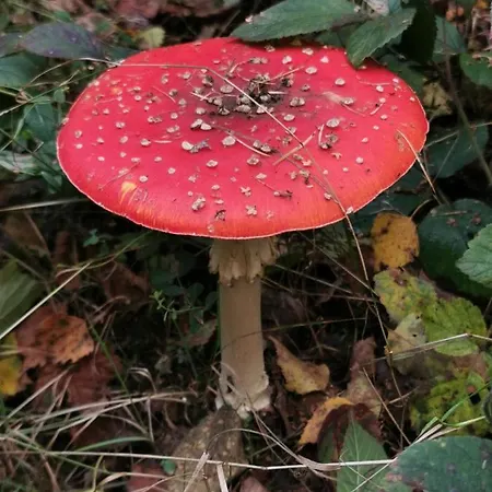 Bed and Breakfast Le Cerf D'hubert 3*